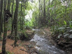 ABRETUR — El Manzanillo Hill & Ditaires Wetland