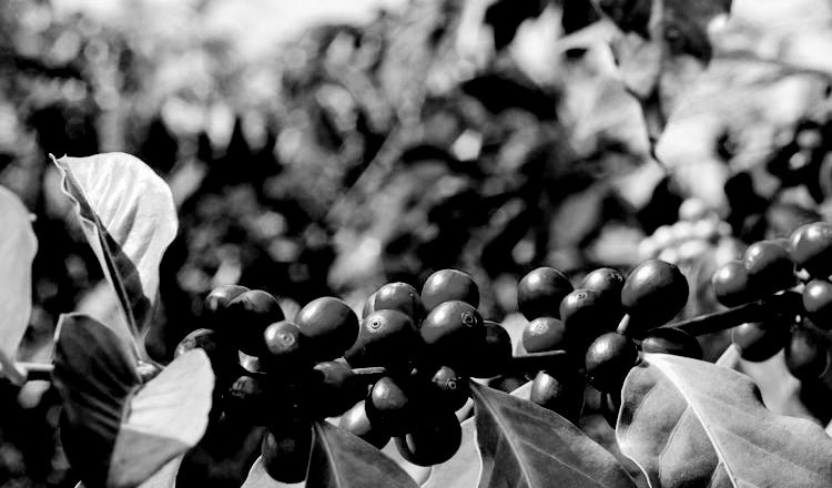 La Marquesina Coffee Tour — Bosques de La Doctora